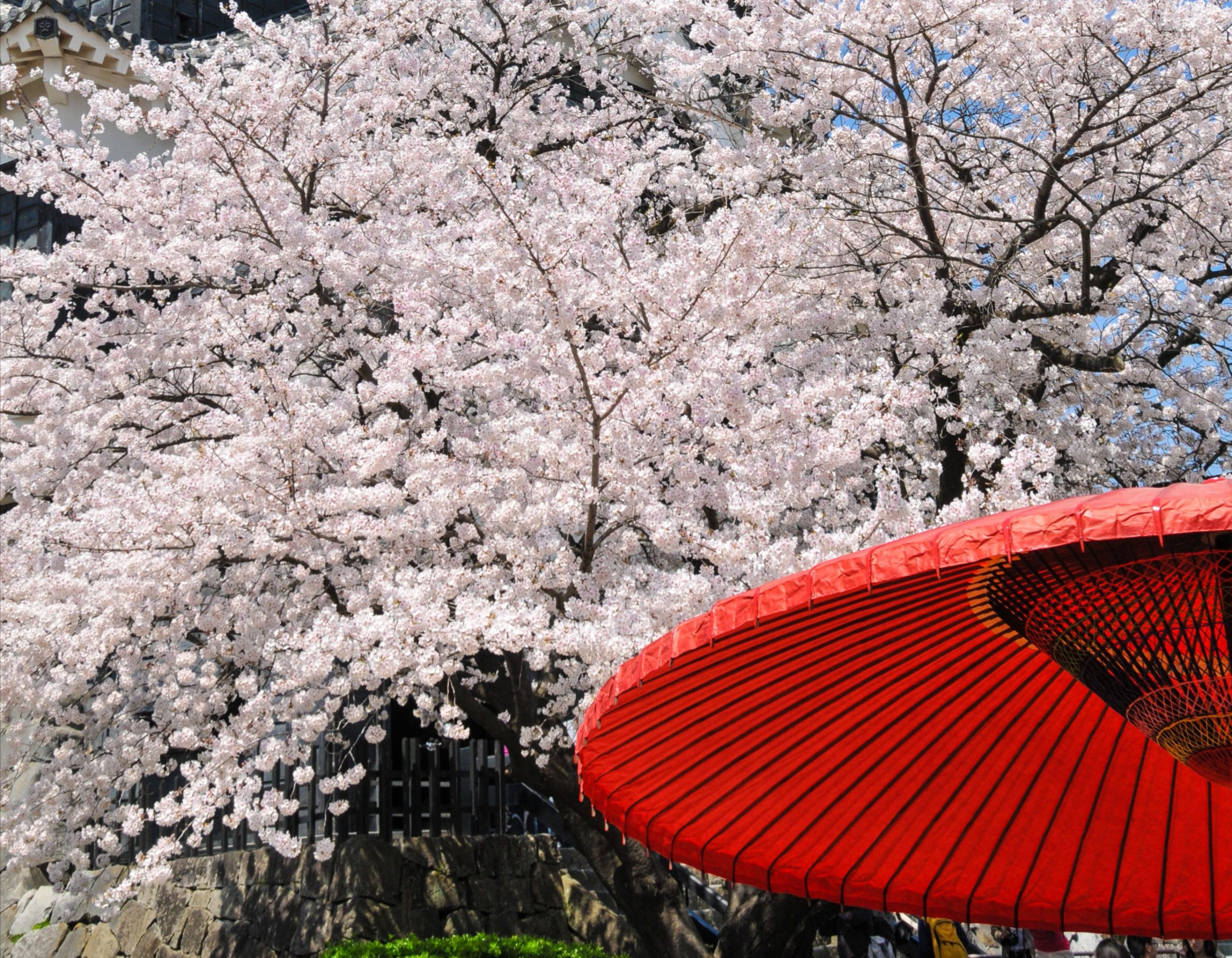 Kyushu Sakura Discovery Tour