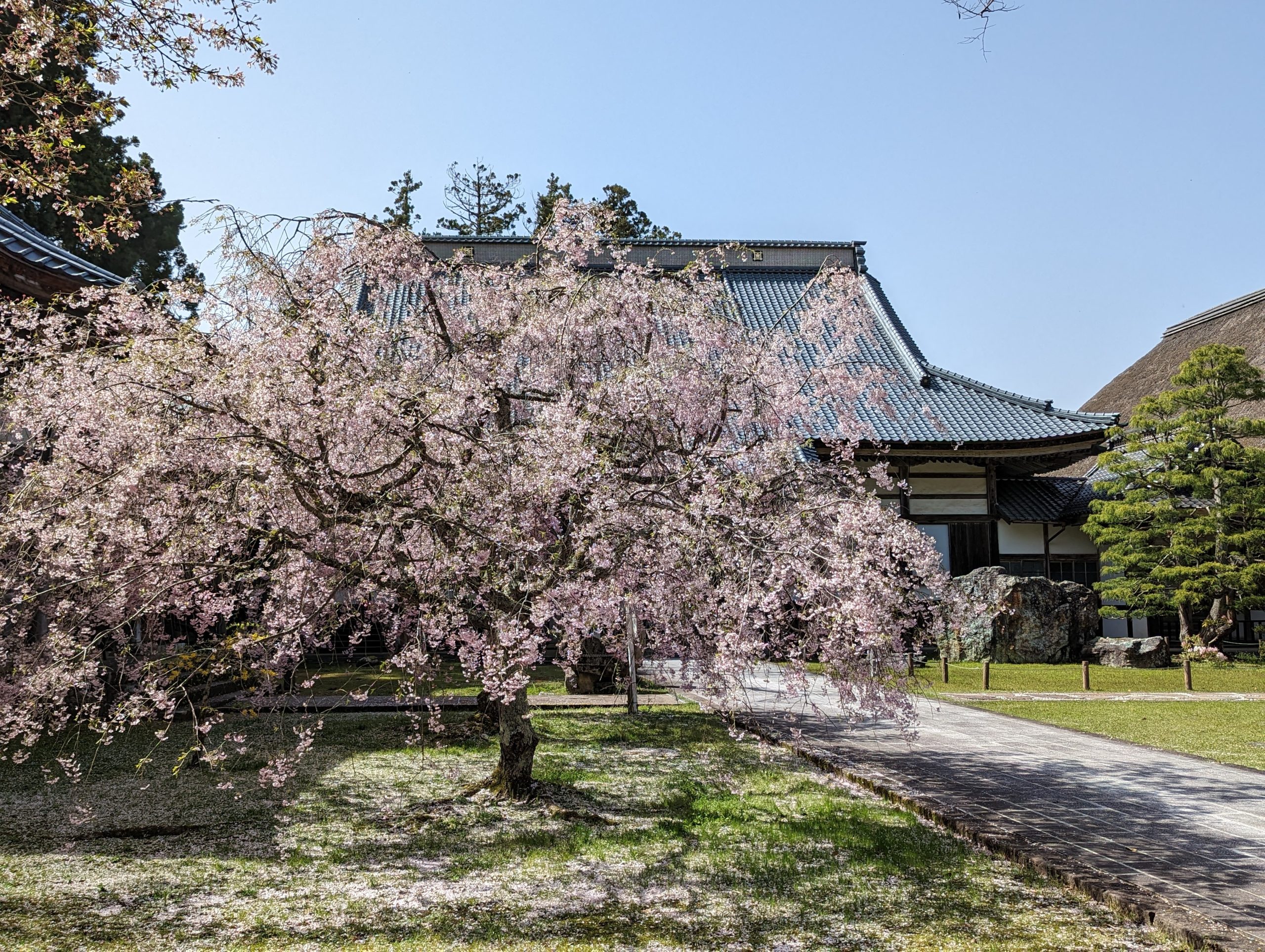 Spring Flower in Sado Island, Niigata & Nikko