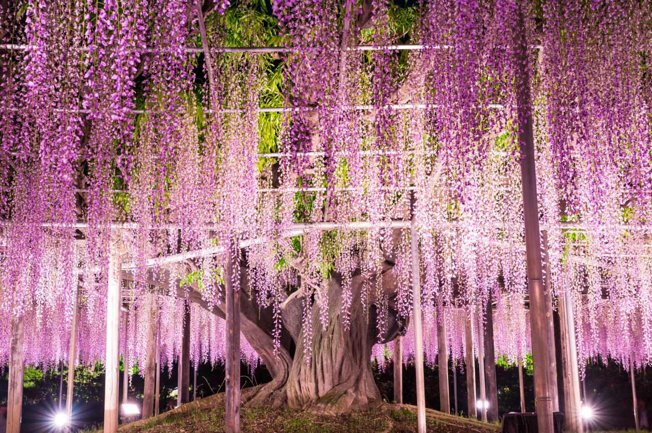 Ashikaga Flower Park